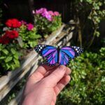 - Semn de carte: Fluture